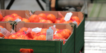 La sequera rebaixa la producció de clementina en l’inici de la campanya de cítrics a les Terres de l’Ebre