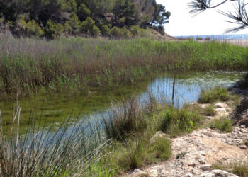 La desembocadura del Torrent del Pi de l’Ametlla de Mar tindrà una nova llacuna per conservar el samaruc