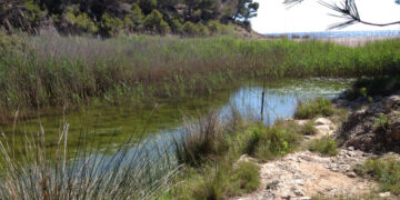 La desembocadura del Torrent del Pi de l’Ametlla de Mar tindrà una nova llacuna per conservar el samaruc