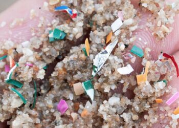 Cada musclo català conté una mitjana de nou microplàstics, abans de la depuració