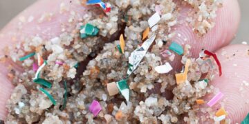 Cada musclo català conté una mitjana de nou microplàstics, abans de la depuració