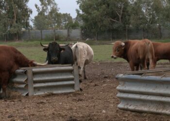 Toros del Delta, la primera ramaderia ebrenca que aposta pels bous de lidia i que voldria arribar als Sanfermines