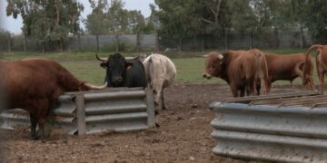 Toros del Delta, la primera ramaderia ebrenca que aposta pels bous de lidia i que voldria arribar als Sanfermines