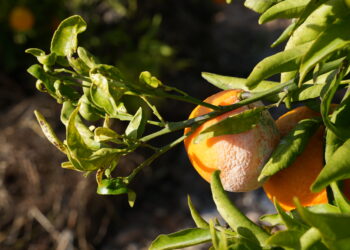 Els cítrics i l’olivera, els afectats al camp per la DANA al Baix Ebre i el Montsià