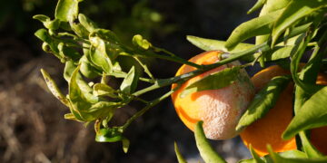 Els cítrics i l’olivera, els afectats al camp per la DANA al Baix Ebre i el Montsià