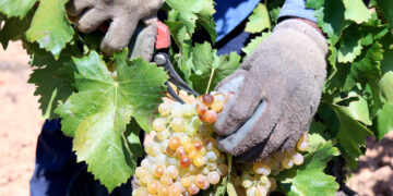 “Amb la mort de la petita pagesia, els boscos s’engrandeixen i el medi ambient es degrada”, per Anton Monner