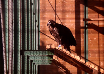 El voltor negre torna al massís del Port un segle després d’extingir-s’hi