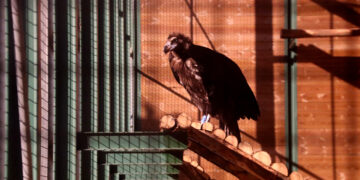 El voltor negre torna al massís del Port un segle després d’extingir-s’hi