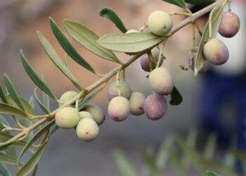 “L’oli de les Terres de l’Ebre, una joia que necessita més que paraules”, per Junts Terres de l’Ebre