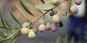 “L’oli de les Terres de l’Ebre, una joia que necessita més que paraules”, per Junts Terres de l’Ebre