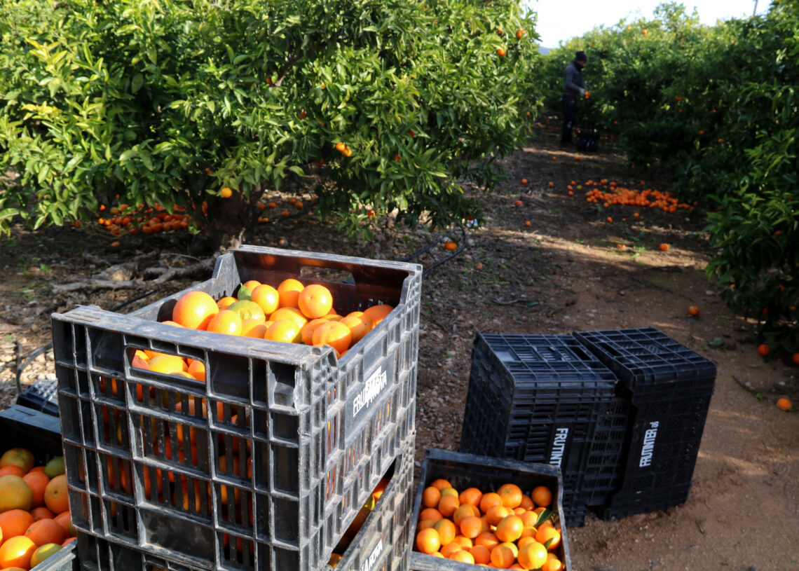 Les danes i una tardor “primaveral” compliquen la campanya de cítrics i afecten tota la producció de clementines