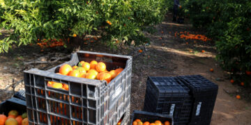 Les danes i una tardor “primaveral” compliquen la campanya de cítrics i afecten tota la producció de clementines