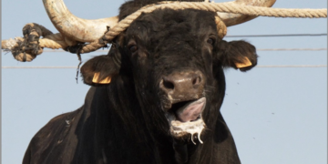 ‘Sí als bous, no a la violència’, per Brian Cutts