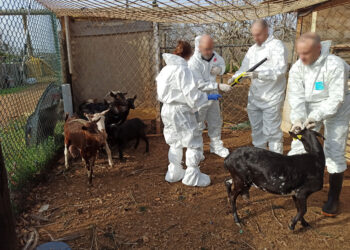 Els animals robats en explotacions de Tivissa, Ulldecona i Rasquera estaven a una finca irregular a Constantí