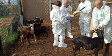 Els animals robats en explotacions de Tivissa, Ulldecona i Rasquera estaven a una finca irregular a Constantí