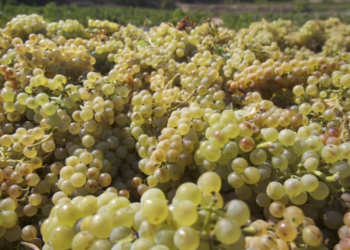 Preocupació a la Terra Alta pels aranzels al vi europeu dels Estats Units