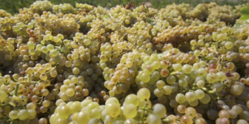 Preocupació a la Terra Alta pels aranzels al vi europeu dels Estats Units