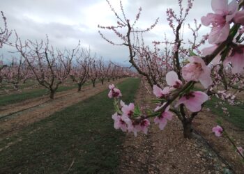 El temps de floració, un moment únic per visitar la Ribera d’Ebre