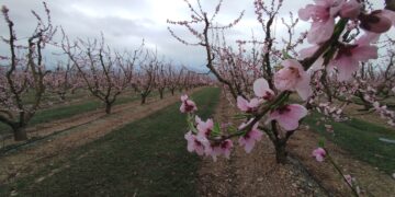 El temps de floració, un moment únic per visitar la Ribera d’Ebre