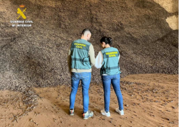 Tretze investigats per vendre 74 tones de garrofes robades a Castelló en un magatzem de Tortosa