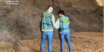 Tretze investigats per vendre 74 tones de garrofes robades a Castelló en un magatzem de Tortosa