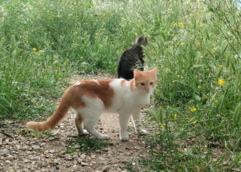 Progat Tortosa reclama més suport institucional i ciutadà per frenar l’abandonament de gats