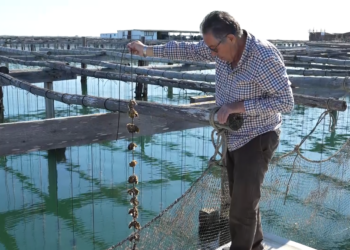 Les bones condicions de les badies avança la collita del musclo del Delta