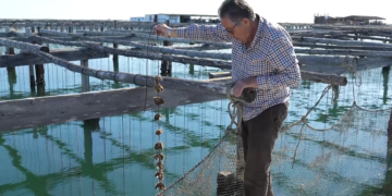 Les bones condicions de les badies avança la collita del musclo del Delta
