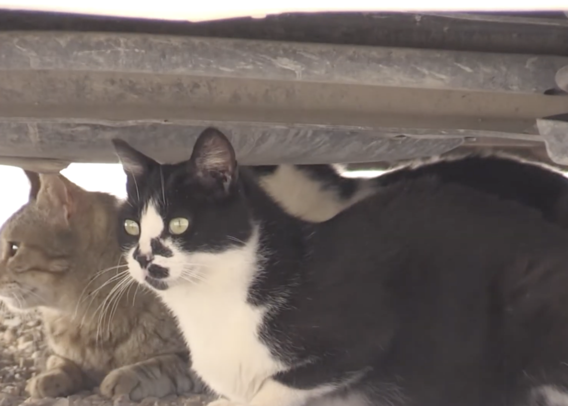 Investiguen la mort de diversos gats d’una colònia del nucli antic de Tortosa