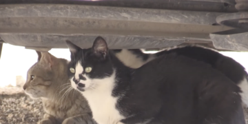 Investiguen la mort de diversos gats d’una colònia del nucli antic de Tortosa