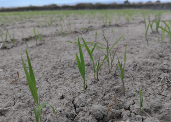 L’arròs comença a escampar el verd als camps del Delta de l’Ebre