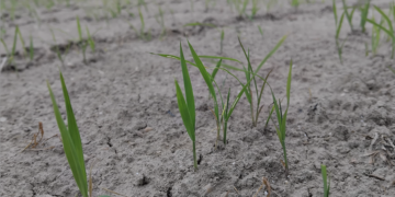 L’arròs comença a escampar el verd als camps del Delta de l’Ebre