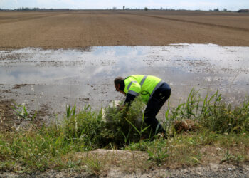 Comença la inundació dels arrossars al Delta en una campanya “normalitzada”, però amb menys sembra en sec
