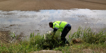 Comença la inundació dels arrossars al Delta en una campanya “normalitzada”, però amb menys sembra en sec