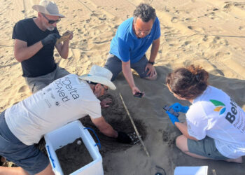 Localitzen el primer niu de tortuga careta de l’estiu a la costa catalana al Parc Natural del Delta de l’Ebre