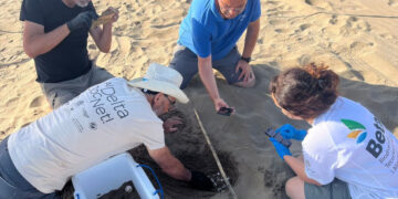 Localitzen el primer niu de tortuga careta de l’estiu a la costa catalana al Parc Natural del Delta de l’Ebre