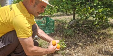 Els camps ebrencs seran l’escenari d’un estudi pioner al món per quantificar les pèrdues d’aliments