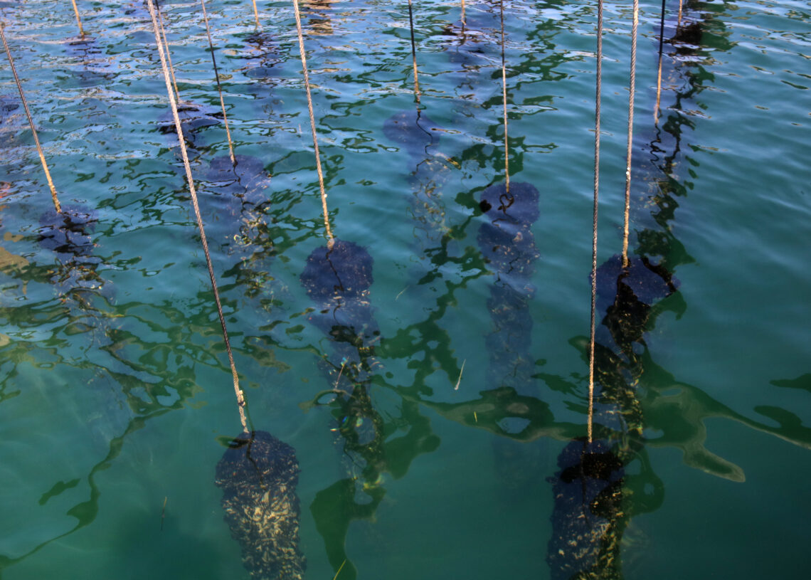 ‘Matemàtiques recreatives dominicals (88)’