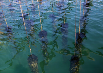 ‘Matemàtiques recreatives dominicals (88)’