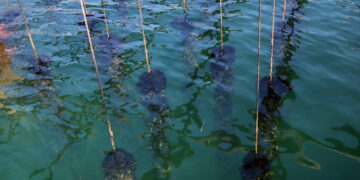 ‘Matemàtiques recreatives dominicals (88)’