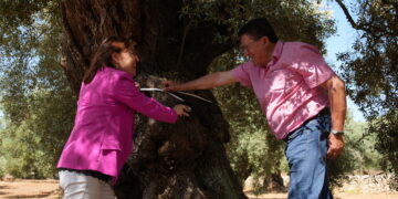 Gairebé el 85% de les oliveres monumentals de Catalunya es concentren al Montsià