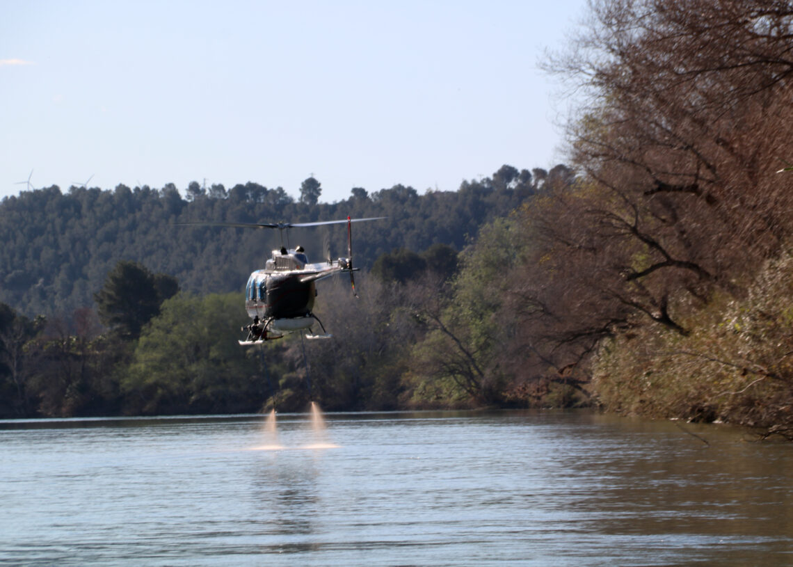 El retard dels tractaments contra la mosca negra pels alts cabals a l’Ebre afavoreix que la plaga s’intensifiqui