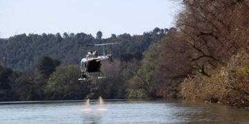 El retard dels tractaments contra la mosca negra pels alts cabals a l’Ebre afavoreix que la plaga s’intensifiqui