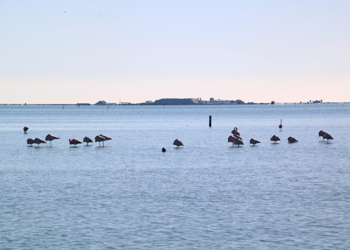 Sobreviuen 312 polls de flamencs d’unes 1.500 parelles que s’han reproduït a l’única colònia al delta de l’Ebre