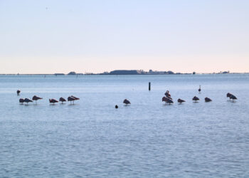 Sobreviuen 312 polls de flamencs d’unes 1.500 parelles que s’han reproduït a l’única colònia al delta de l’Ebre