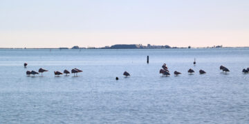 Sobreviuen 312 polls de flamencs d’unes 1.500 parelles que s’han reproduït a l’única colònia al delta de l’Ebre