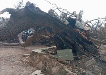 L’abans i el després del Pi del Perillo, tot un símbol d’Alfara de Carles reduït a cendres