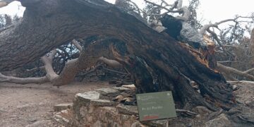 L’abans i el després del Pi del Perillo, tot un símbol d’Alfara de Carles reduït a cendres