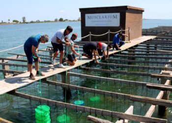Submergeixen a les badies del Delta les primeres 150.000 llavors d’ostra tractades per l’IRTA