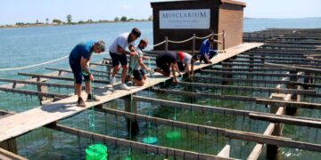 Submergeixen a les badies del Delta les primeres 150.000 llavors d’ostra tractades per l’IRTA